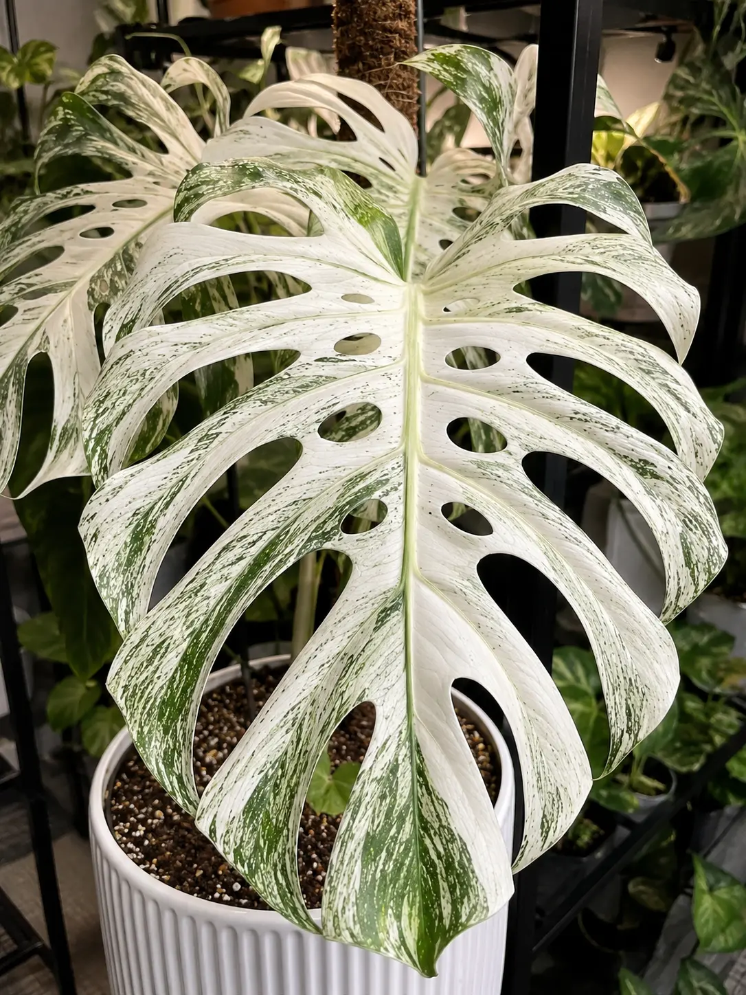 Highly variegated Monstera Devil Monster in a home plant collection