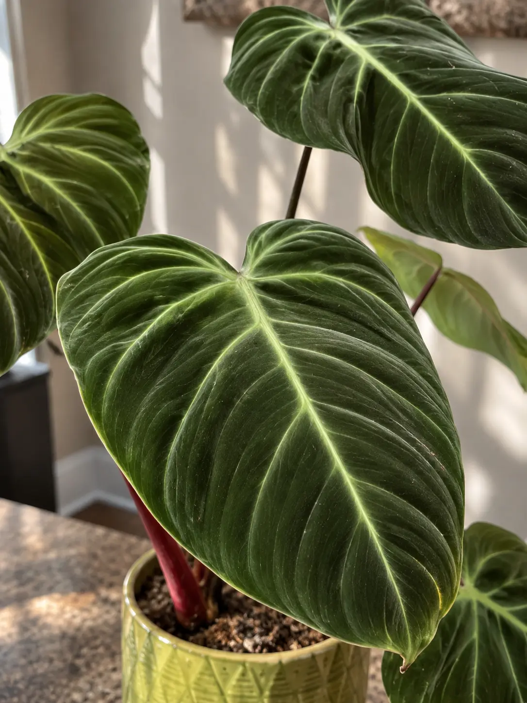 Deep green Choco Red Philodendron leaves in morning light