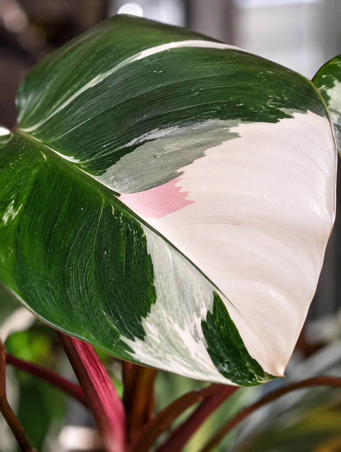 Pink and white variegated Philodendron White Princess leaf